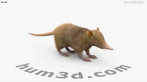 Hispaniolan Solenodon 3D model by 3DModels.org
