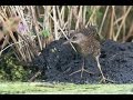 Wodnik / Water rail / Rallus aquaticus