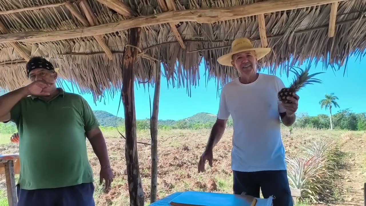 Ананасовая ферма..... 14.01.26.