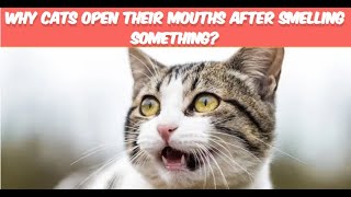 The Feline Whiff: Why Cats Open Their Mouths After Smelling Something?