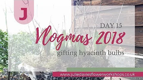 Gifting hyacinths