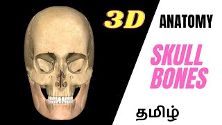 Skull Bones Anatomy In Tamil 3D Animation Lecture