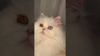 Odd Eyes  #shorts #youtubeshorts #4you #cat #pets #animals #viralvideo