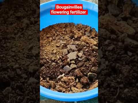 Fertilizer For Bougainvillea Plant