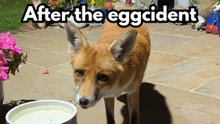 He smashed so many eggs :(