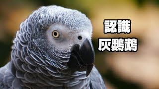 【鸚鵡藏經閣】認識非洲灰鸚鵡!最會飼養需要注意甚麼需要注意甚麼?智商堪比人類小孩?!EP.14 | 精鵡瘋