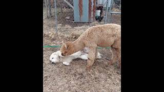 Alpaca teaching LGD how to fight off predators