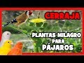 CERRAJA para CANARIOS Y JILGUEROS 🐤 PLANTAS SILVESTRES para SUBIR EL CELO DE FORMA NATURAL
