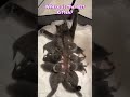 Mother Cat Nursing Kittens❤️🐱#kitten #cutecat