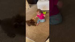 cutest fighting between baby and dog haha #cutebaby #funnyvideos #funnybabies