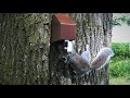 A18 Grey Squirrel Trap in Action   -  Apr/May 2020