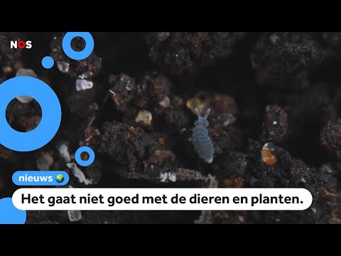 Video: Unieke planten en dieren van Khakassia