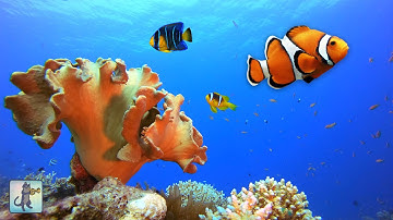 2 HOURS of Beautiful Coral Reef Fish (4K) 🐠 Clownfish, Ocean Fish & Relaxing Aquarium Music