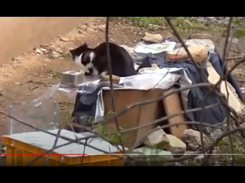 멋진 고양이집에서  행복하게 살고있는 귀여운 길냥이들.Cute street cats living happily in a <strong>nice</strong> cat house..Jeonju .全州市.<strong>KOREA</strong>