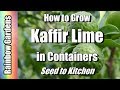How to Grow Kaffir / Makrut / Magrut Lime  & Citrus Trees in Containers, Seed to Kitchen! Lemon too!