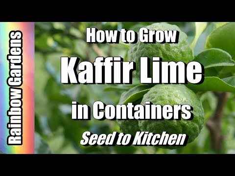 Video: Aflați cum să aveți grijă de un tei Kaffir