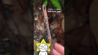 Stick insect