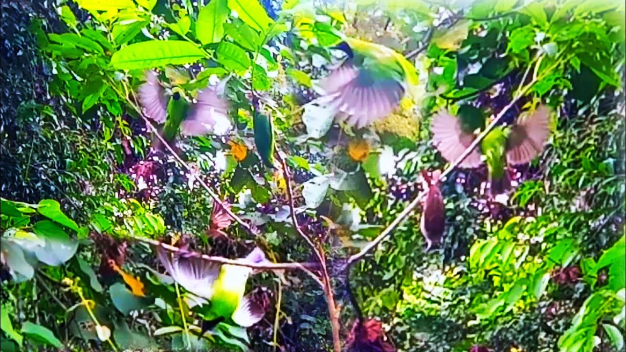 Rezeky Yang Tak Terduga⁉️_niat mikat burung kecil malah dapat burung mahal