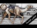 عجايب لـ هجن العاصفة مسيرة مجد عجايب لـ هجن العاصفة مسيرة مجد
