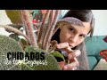 Cuidados de las begonias: iluminación, riego y abono