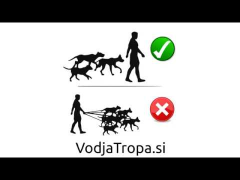 Video: Pogosti problemi s psi
