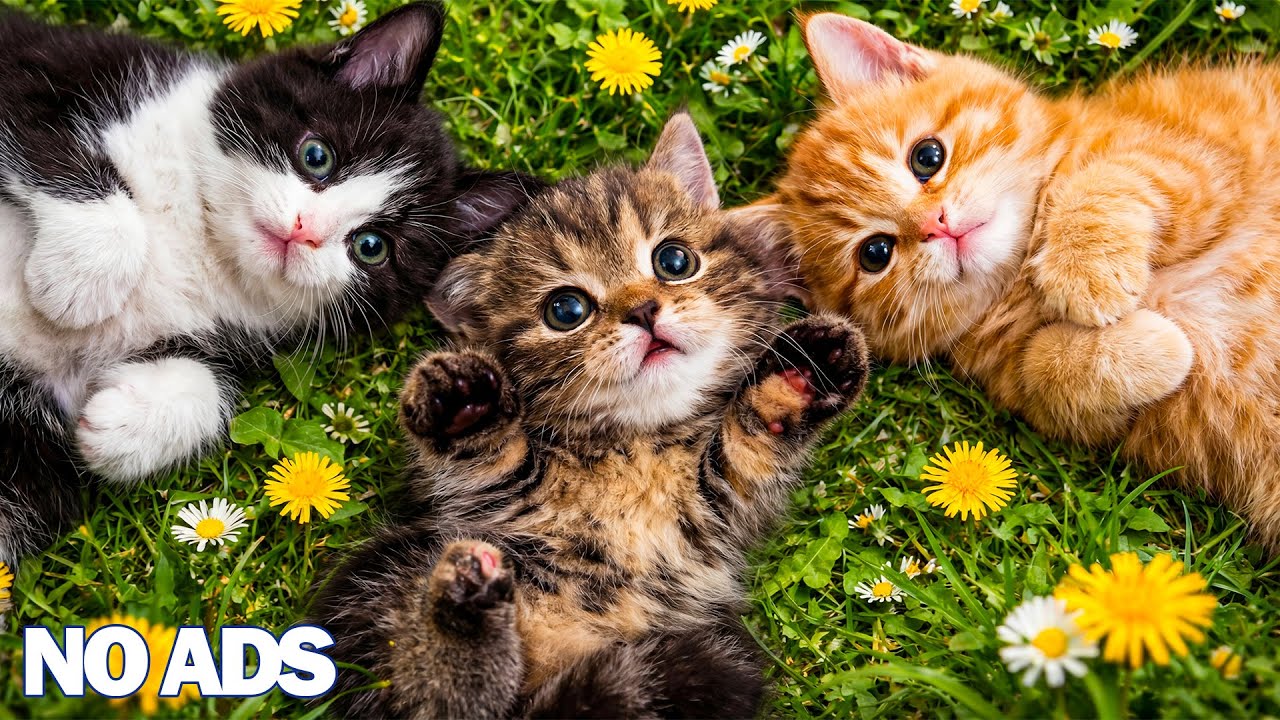 12 часов успокаивающей музыки для кошек 🐈 Глубокий сон, снятие стресса и исцеление ❤️