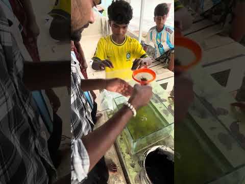 ആയിരക്കണക്കിന് ജീവൻ രക്ഷിച്ചവർ...🥰 | snake head babies rescue | channa fish | monster fish