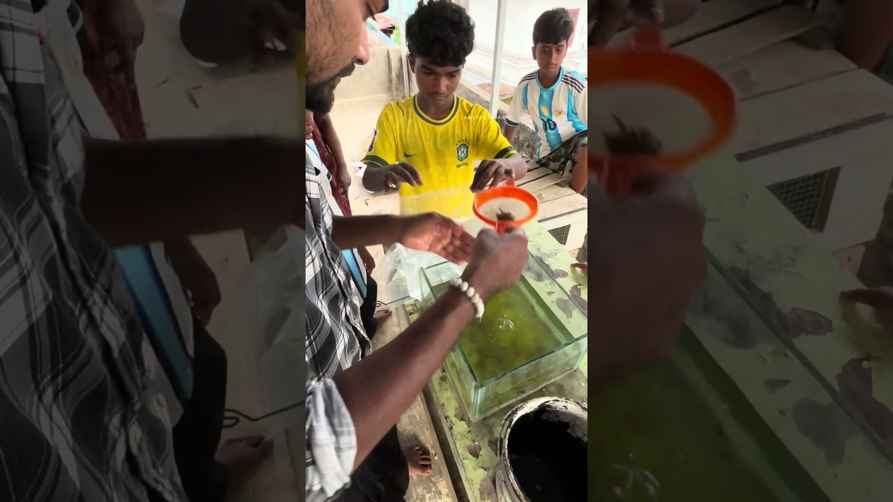 ആയിരക്കണക്കിന് ജീവൻ രക്ഷിച്ചവർ...🥰 | snake head babies rescue | channa fish | monster fish