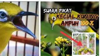 Suara Pikat Kecial Kuning FULL NGEKER // Suara Panggilan Joss Dan RETE 💯 Ampuh Langsung Datang