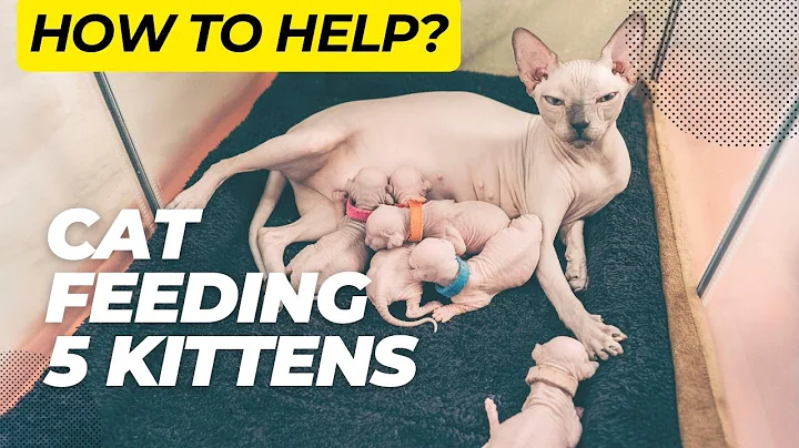 Watch the video about Cat Feeds 5 Sphynx Kittens - How To Help
