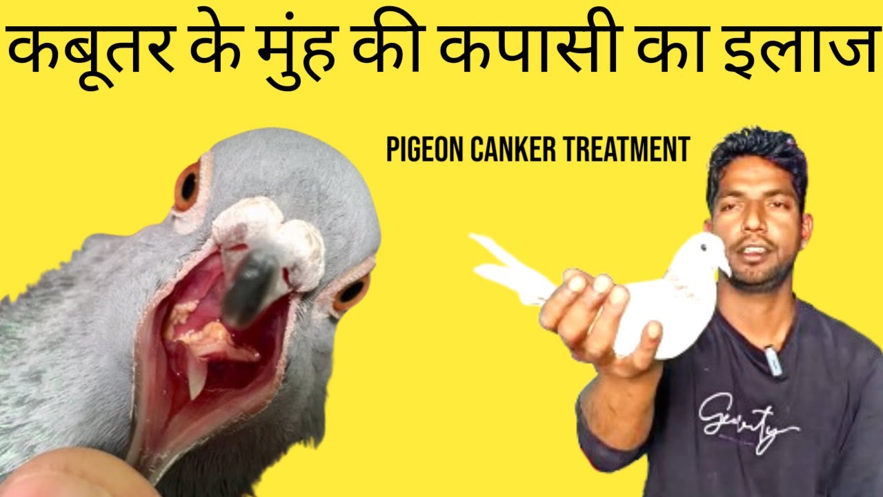 Pigeon canker treatment | कबूतर के मुंह की कपासी का इलाज