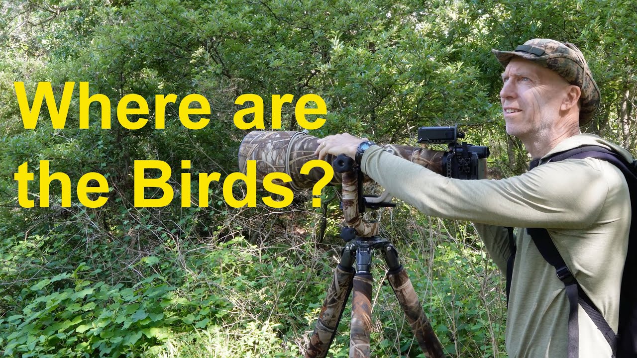 Where are the Birds? Spring Migration Decline on the Texas Coast in 2025