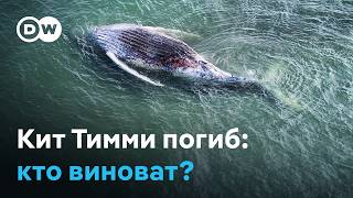 Почему не удалось спасти кита Тимми? screenshot 2
