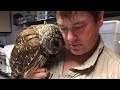 Rescued Owl Sends Everyone Into Tears After Seeing Her Rescuer