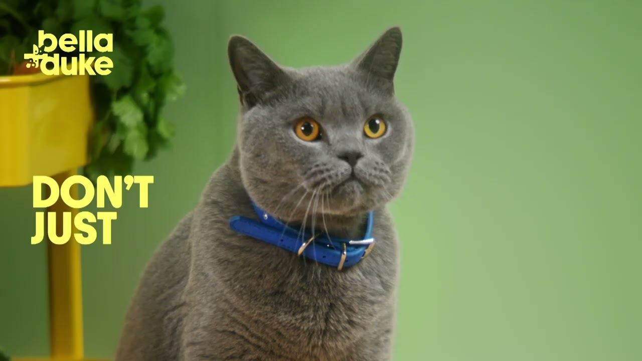 Arlo BSH - Bella & Duke