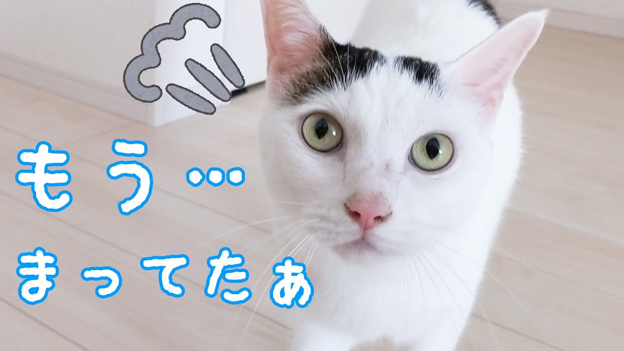 パパが起きるのが遅くて文句を言いながらも甘えるお喋り猫