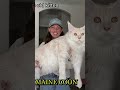 the largest domestic cat in the world 🌎