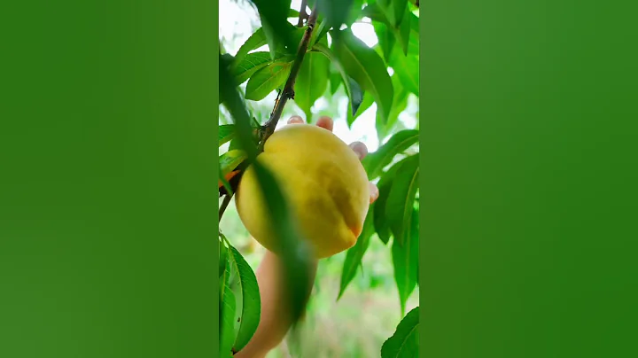 Guess How Many Peaches We Pick Here 😀 #satisfying #short - DayDayNews