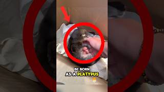 Why it sucks to be born as a Platypus... #platypus #life