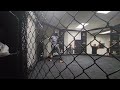 CASH THE MACHINE MUAY THAI IN THE CAGE #mma #ufc #boxing #muaythai #combatsport