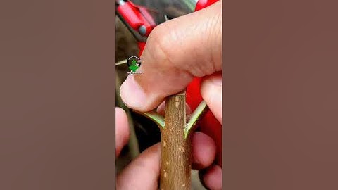 Plant grafting technique for beginners successful and satisfying #usa #grafting #videos