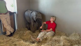 A Second Blood Transfusion for Baby Elephant, Phabeni