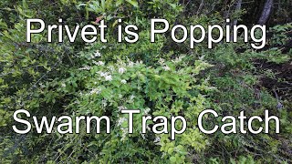 Swarm Trap Catch at the Hog Pen  Privet is Popping