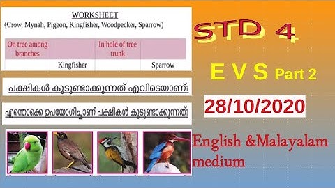 Victers channel std 4 evs activities 28/10/2020