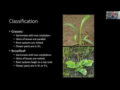 Видео: 5-р бүсийн ландшафтын хогийн ургамал: Хүйтэнд тэсвэртэй хогийн ургамал гэж юу вэ