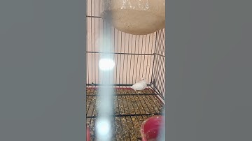 HAmza Java Farmer||Java Sparrow 70 Pair colony breeding setup update,white, Grey, silver, Opal, Fawn