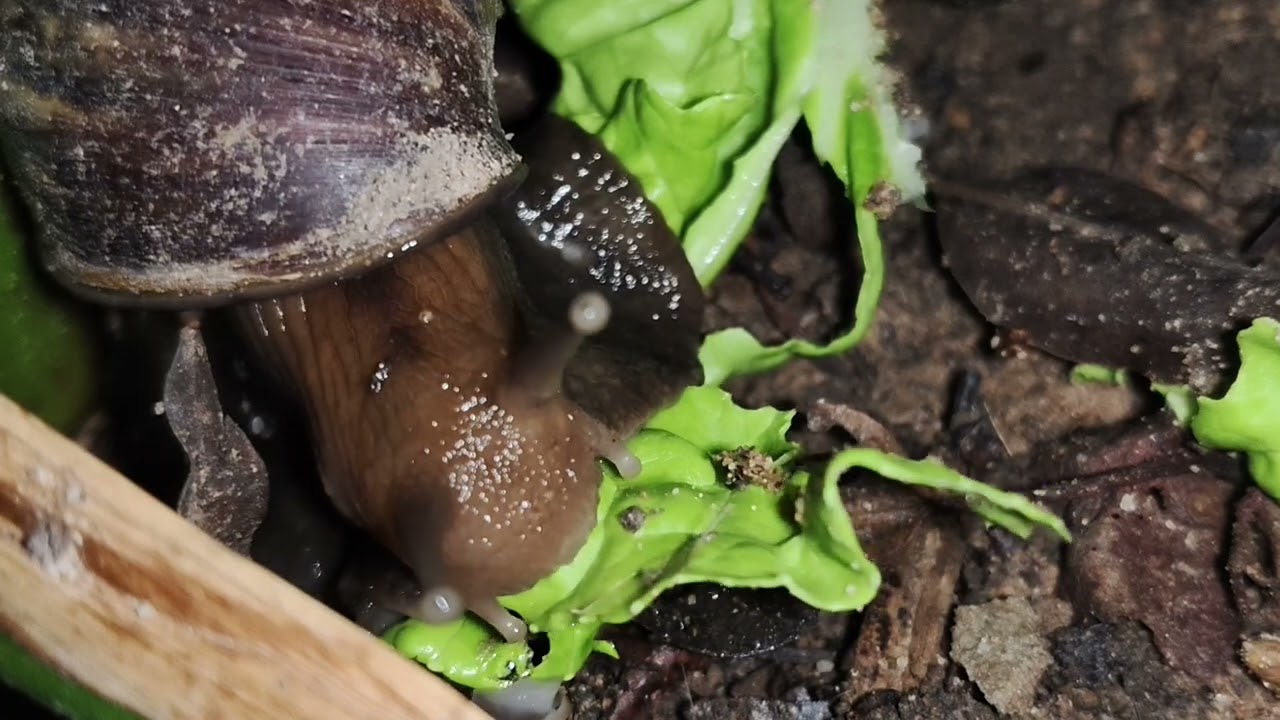 Wild Giant Snail Close up Eating Green Lettuce