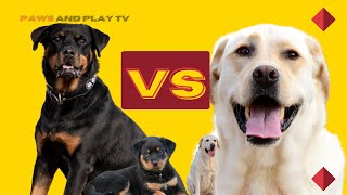 Rottweiler vs Labrador: Which Breed is Right for You?💔🐾| Paws and Play Tv
