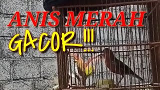 pancingan Anis merah gacor rumahan || ocehan Anis merah gacor merdu