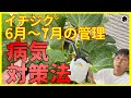 【イチジク】６月〜7月の管理。病気の予防について。（育て方）